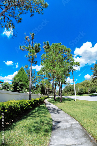 Beautiful pine trees and white cloud in the summer of Florida