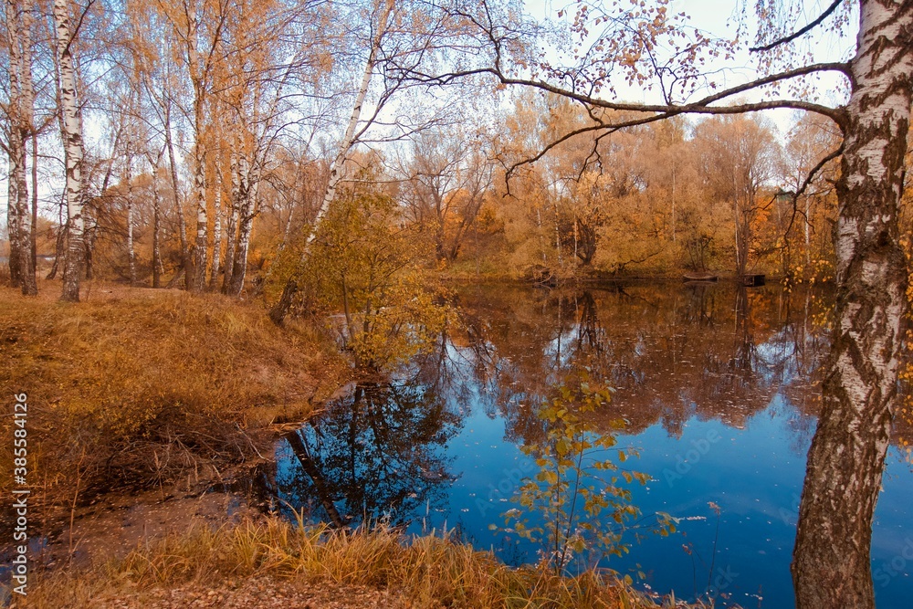 birch forest Golden autumn laken