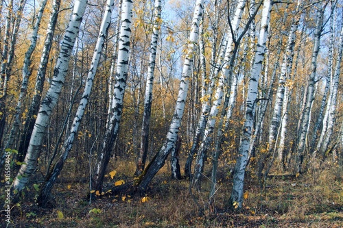 birch forest Golden autumn