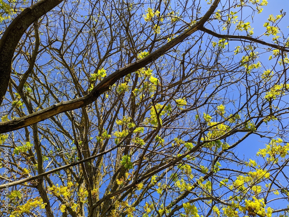 flowering tree branches against the blue sky in spring in the daytime flowering tree branches against the blue sky in spring in the daytime