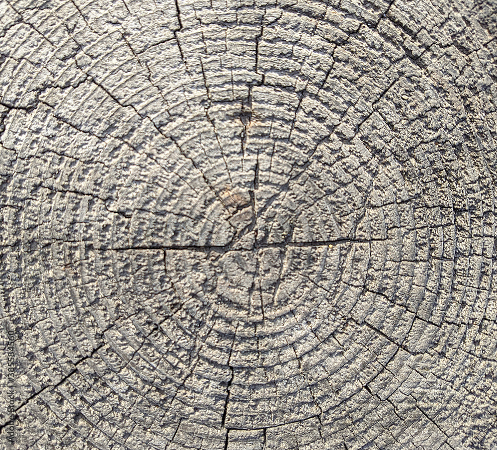 texture and background of old and gray tree stump top view