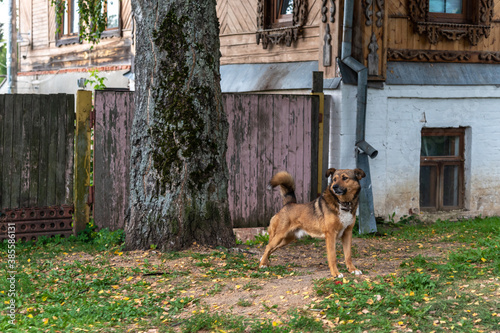 Summer cottage yard with playful guard dog and big tree stem. Pet outdoors by wooden house in rural area. Spending time out of big city. Vintage looking building and fence of wood in village