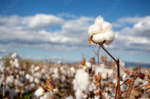 Cotton field (Turkey / Izmir). Agriculture concept photo. photo