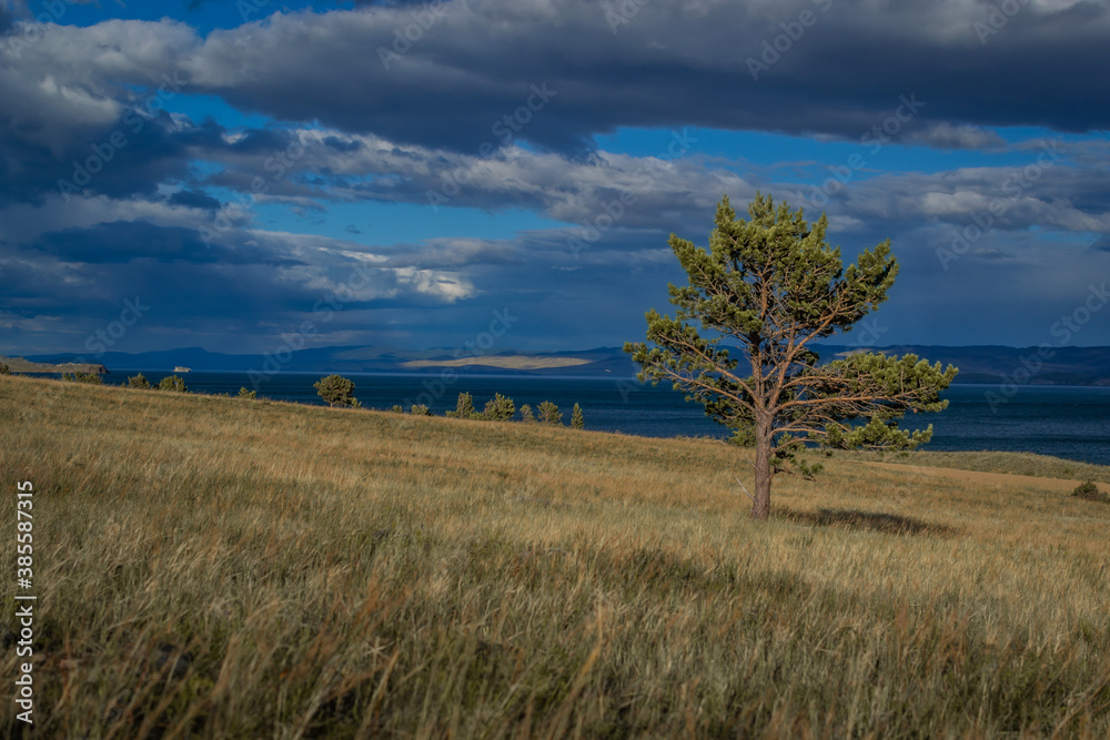 Coniferous green pine tree stands on grassy shore of blue lake Baikal against background of mountains. Summer landscape in sunset light