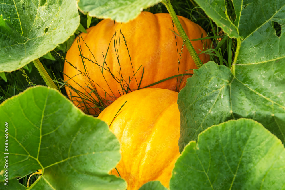 Obraz premium Growing pumpkins on plantation. Gourd with wide leaves, autumn plant. Symbol of halloween and thanksgiving. Vegetable on field, orange calabash organic vegetation. Farm harvesting in fall season