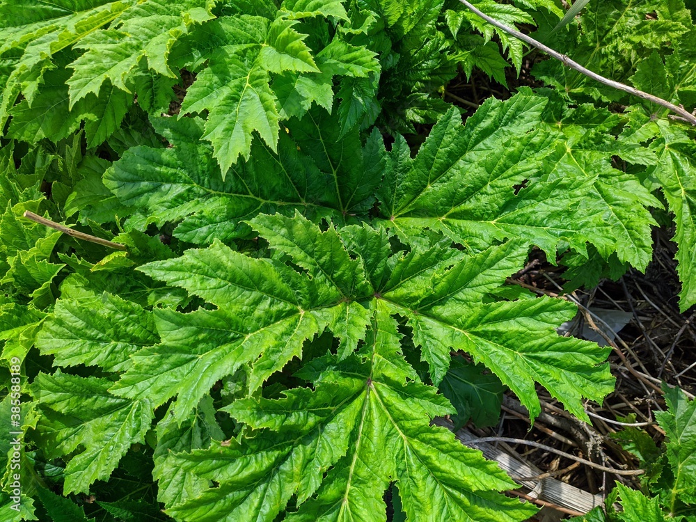 Large leaves of hogweed. Plant that shoots acid. Large leaves of hogweed. Plant that shoots acid.