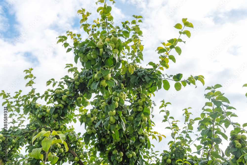 Fototapeta premium Branch full of ripe apples, tree twigs against blue sky. Seasonal rustic autumn harvest in farm. Growing plants in orchard or garden. Organic production, fruit full of vitamins and antioxidants