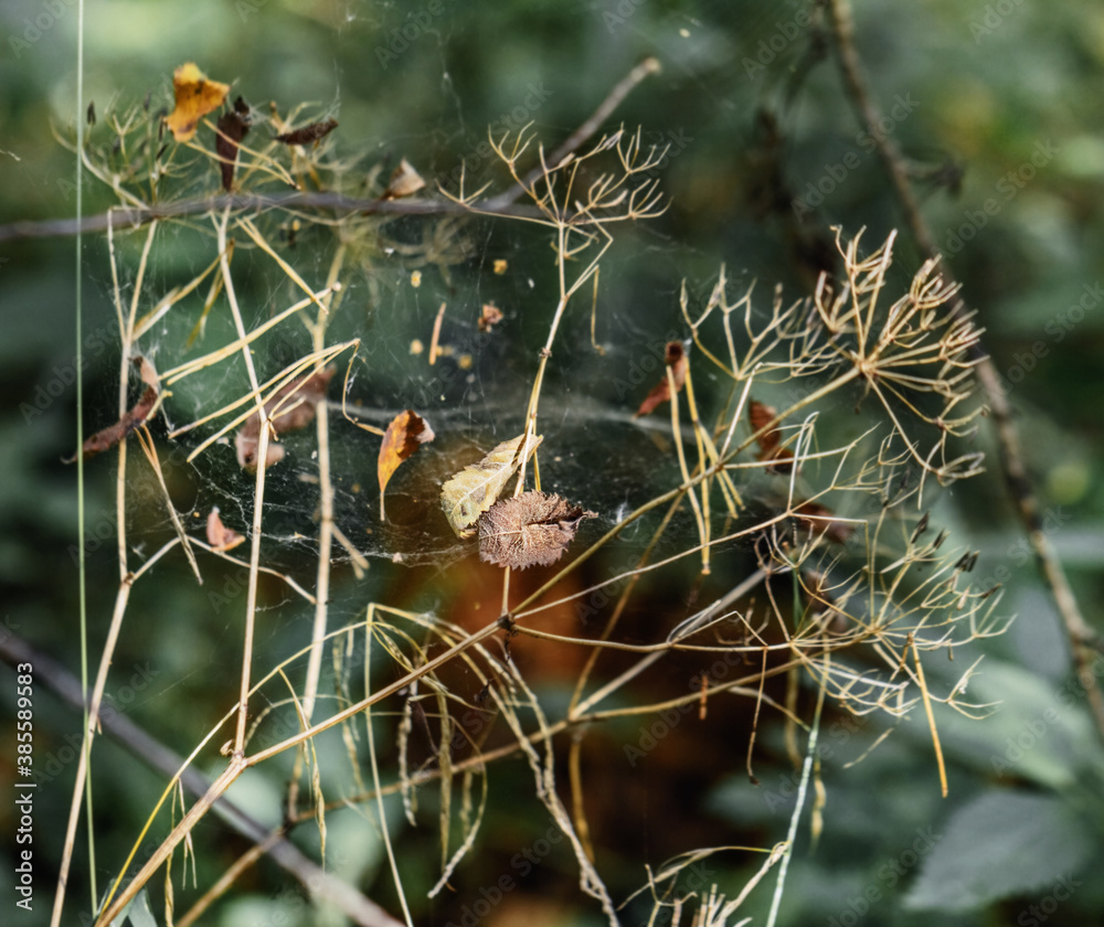 Pretty dry autumn grass and leaves Pretty dry autumn grass and leaves