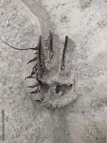 footprint of a dog in the mud closeup photo