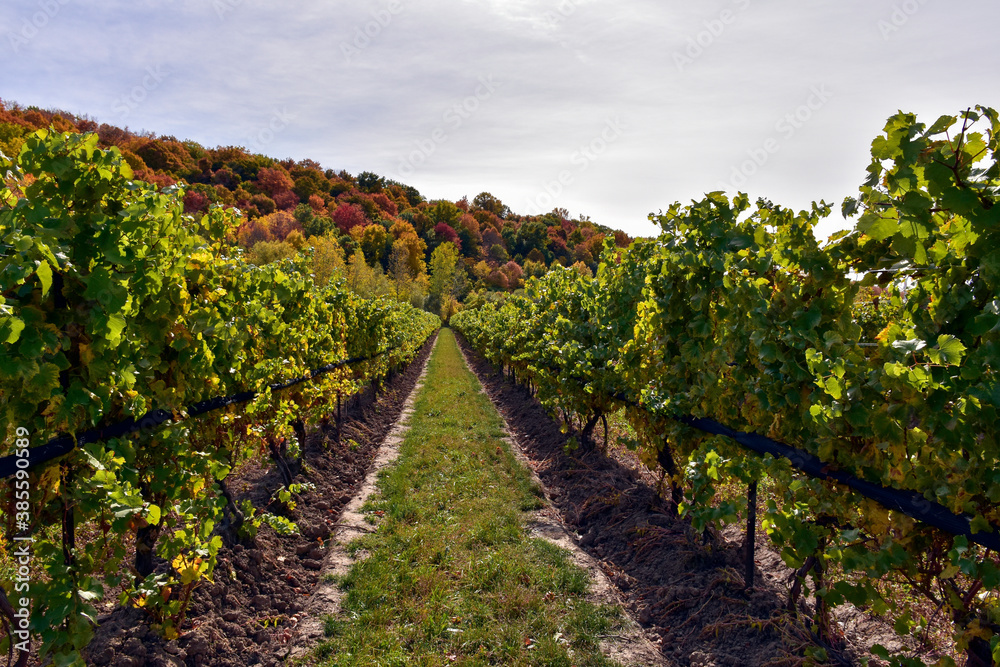 Niagara escarpment and vineyard in autumn.