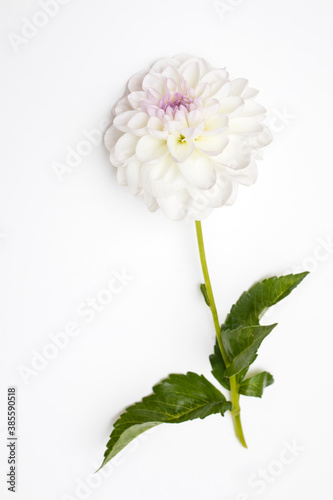 White autumn dahlias isolated on white background.