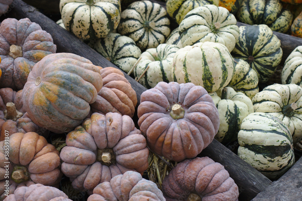 Different varieties of squashes and pumpkins on straw Colorful vegetables top view