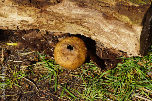 Quadro su tela Leopard Earthball fungus (Scleroderma areolatum), a basidiomycete fungus of the family Sclerodermataceae in a Dutch garden in the autumn