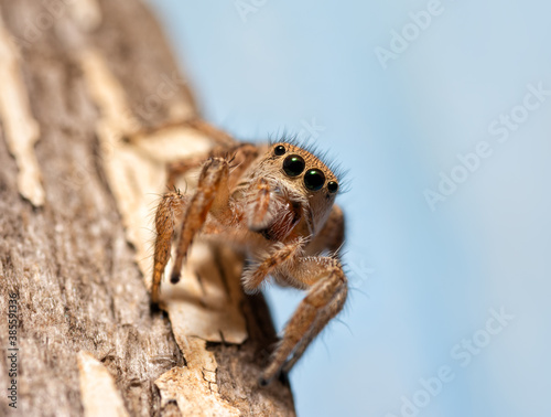 Tiny female Habronattus coecatus jumping spider looking at the viewer