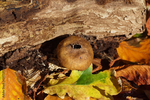 Leopard Earthball fungus (Scleroderma areolatum), a basidiomycete fungus of the family Sclerodermataceae in a Dutch garden in the autumn. Netherlands, October.