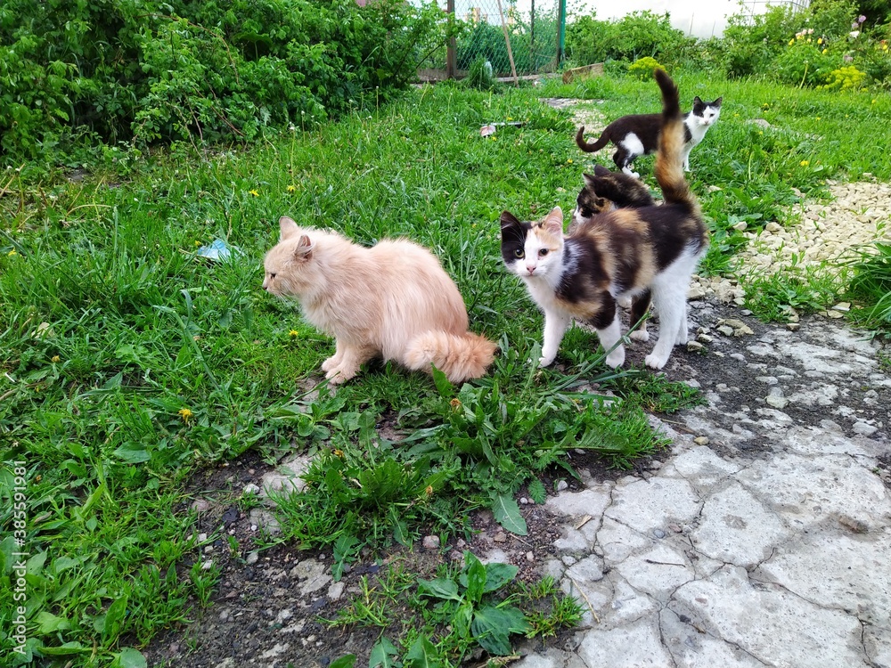several cats in the yard in the daytime several cats in the yard in the daytime