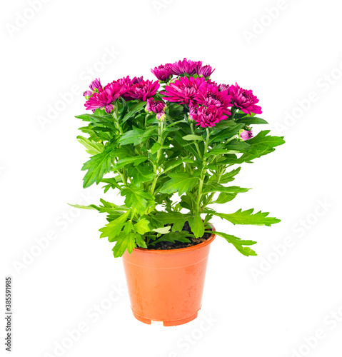 Fototapeta Naklejka Na Ścianę i Meble -  Purple fresh Chrysanthemum flowers in container on white background