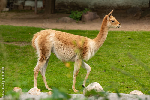 Guanaco walks on green grass during the day