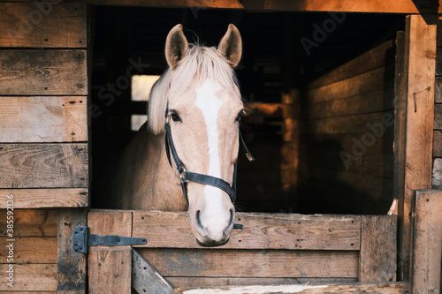 Horse with white stripe in stable