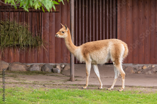 Cuadro en lienzo Guanaco walks on green grass during the day