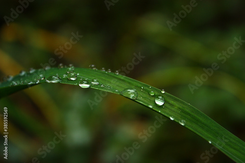Beautiful clear water drops on a single long leaf. Transparent. Close up shot. Natural beauty.