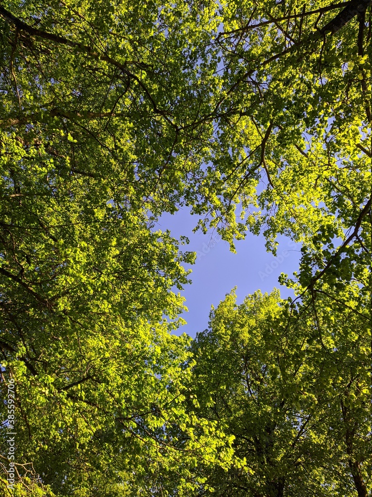 green tree branches and green leaves at summer bottom up view green tree branches and green leaves at summer bottom up view