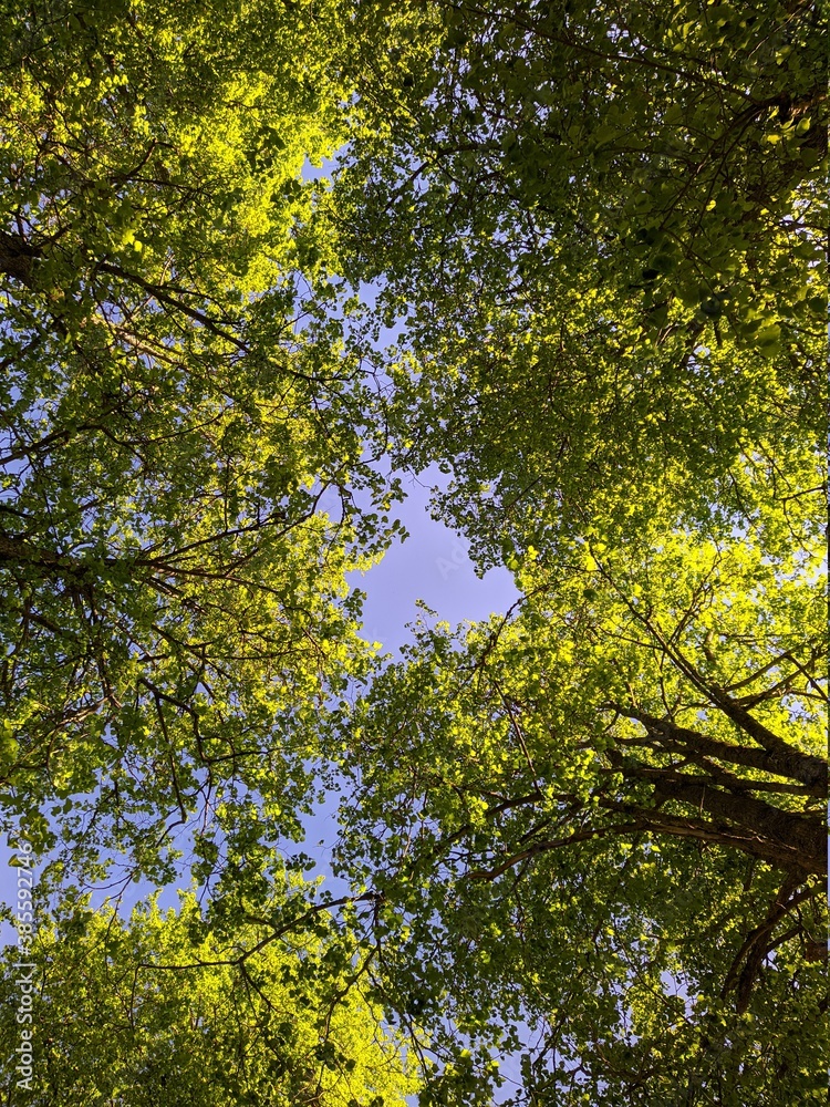 green tree branches and green leaves at summer bottom up view green tree branches and green leaves at summer bottom up view