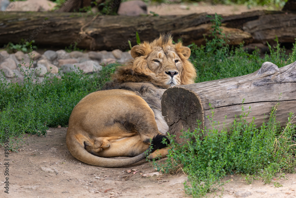 The lion is resting hiding behind a log