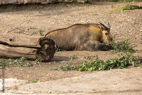 Sichuan-Takin lies on the ground and eats a branch