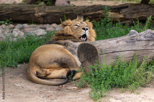 The lion is resting hiding behind a log
