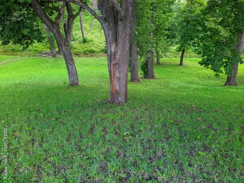 green landscape of trees and grass in summer