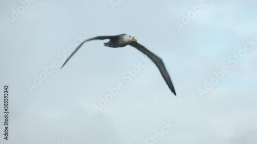 Waved Albatross in Flight Flapping Giant Wings with Face Closeup over Espanola Island, Galapagos photo