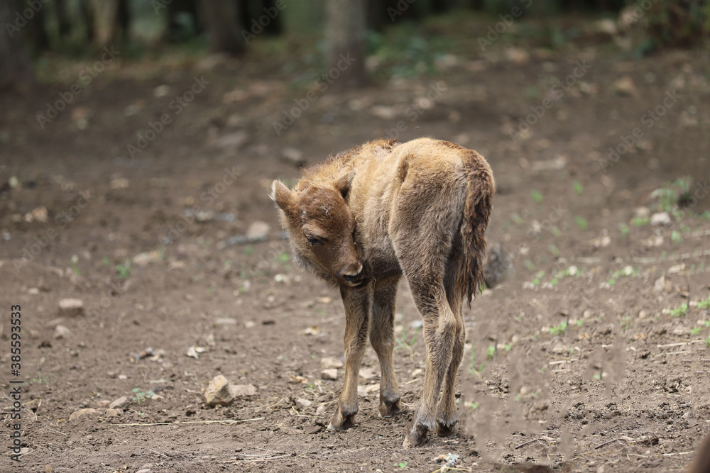 Fototapeta premium Castilla y León. León. Valdehuesa. Para utilizar el poder de los bisontes, que tenía que llevar a cabo esa parte de mi visión para que la gente vea. Black Elk