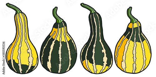 Vector illustration. Hand drawing pumpkin. Isolated on white drawing of yellow-green pumpkin. Ripe pear-shaped pumpkin.