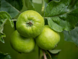 Grüne Äpfel am Baum