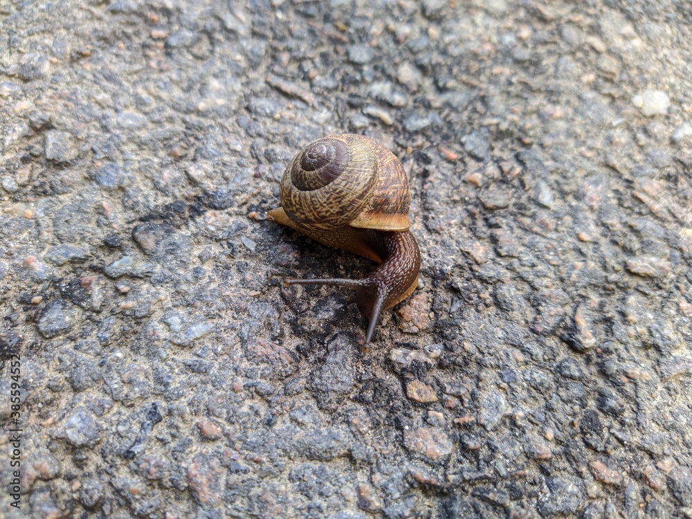 one snail closeup on the asphalt at daytime in summer