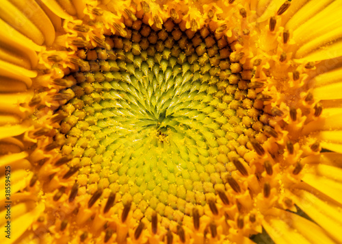 Closeup of a freshly opened sunflower center in summer sun