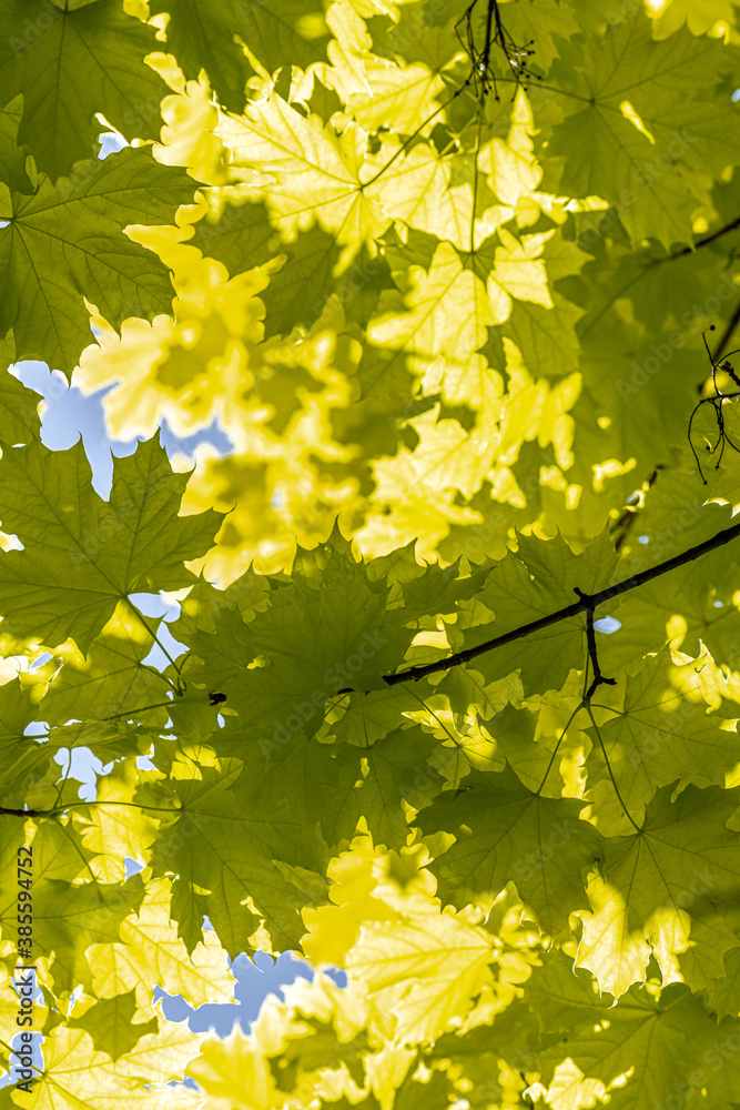Φωτογραφία Leaves of Princeton Gold Norway Maple (Acer platanoides 'Princeton Gold')