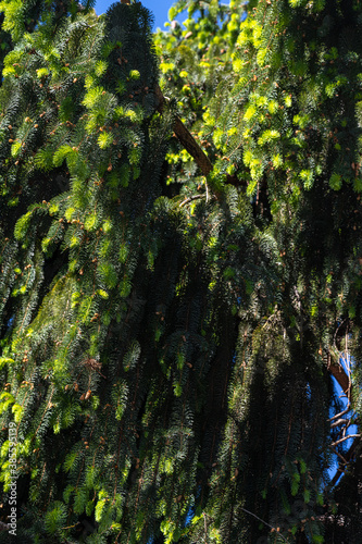 Leaves of Norway Spruce (Picea abies 'Cranstonii') photo