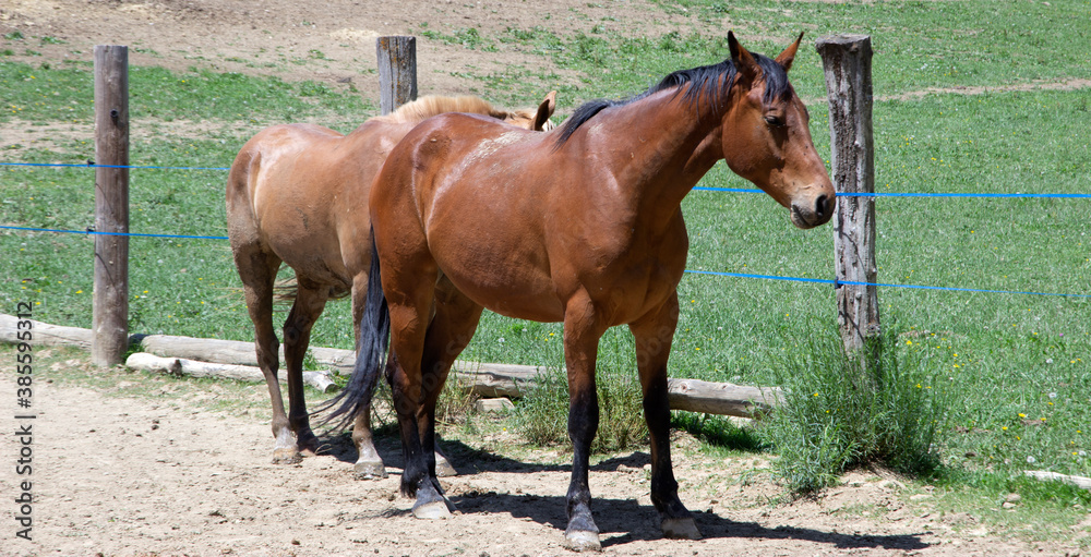 two horses on a meadow