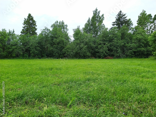 landscape of green field against the background of dense forest in the daytime