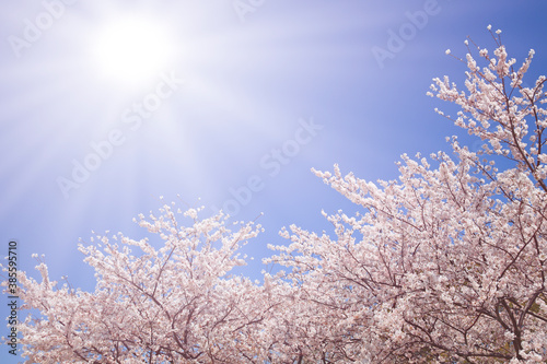 桜と陽光