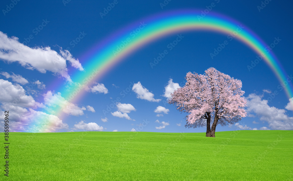 草原の桜の木と虹