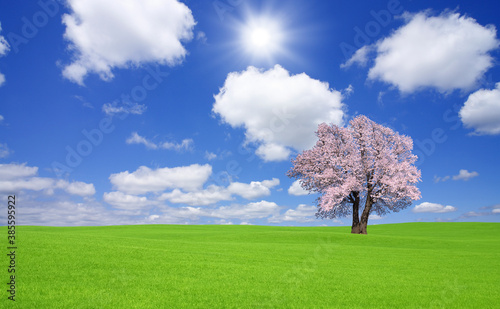 草原の桜の木と雲