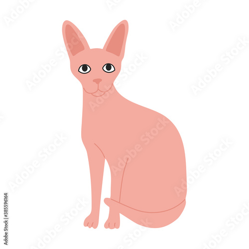 Sphinx  hairless cute cat in pink color. Modern pet. Hand drawn vector illustration in flat cartoon style  isolated on white background. 