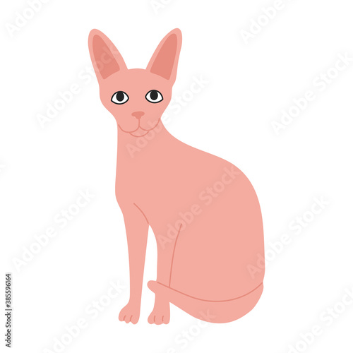 Sphinx, hairless cute cat in pink color. Modern pet. Hand drawn vector illustration in flat cartoon style, isolated on white background. 