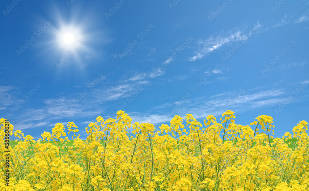 菜の花と空 菜の花と空