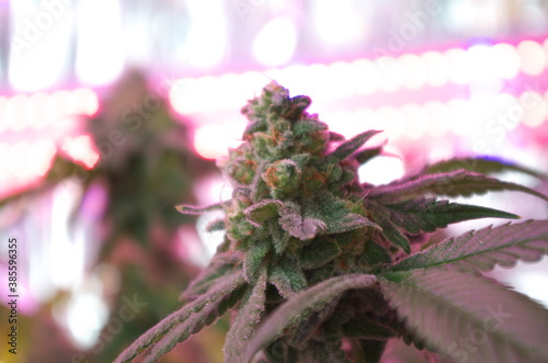 Cannabis buds growing indoors under led lights