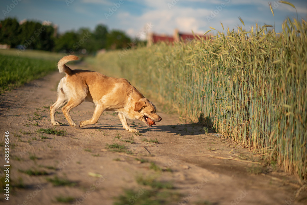 A fawn labrador is running across a green field with a ball. A fawn labrador is running across a green field with a ball.