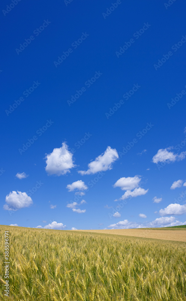 麦畑と空